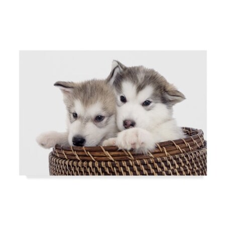 Trademark Fine Art Andrea Mascitti Puppies 'Basket Puppies' Canvas Art, 30x47 ALI24548-C3047GG